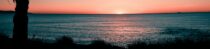 silhouette of tree at the shore during sunrise